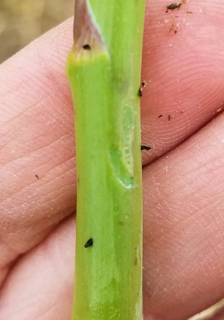 Asparagus beetle eggs