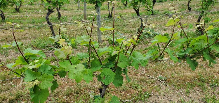 Riesling grapes.