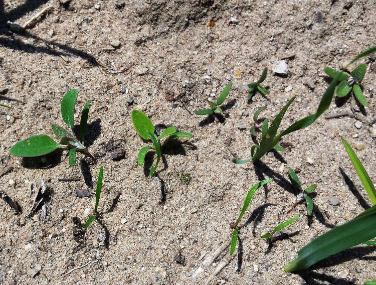 Weeds emerging with carrots