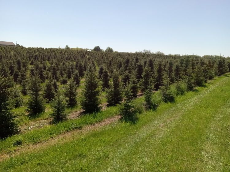 green Christmas trees in a green field