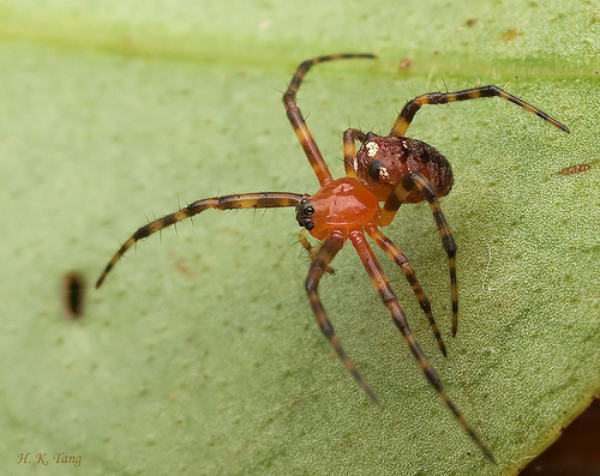 comb-foot spider