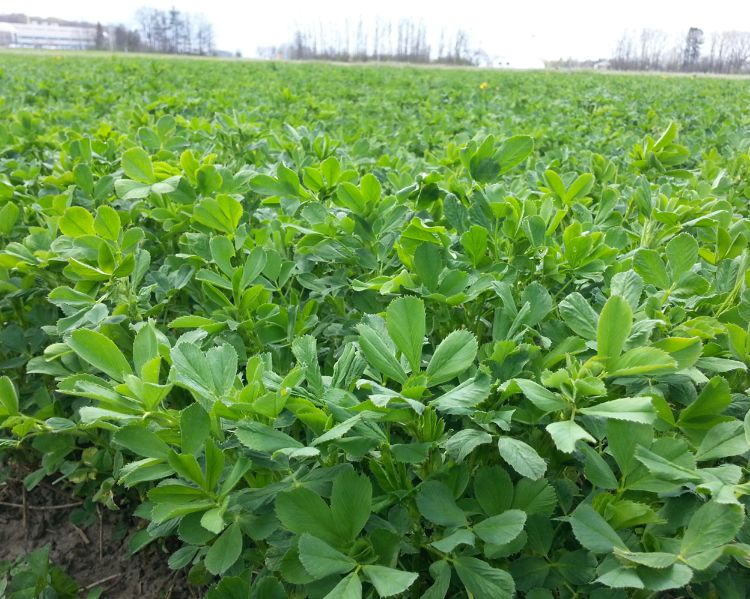 Green alfalfa plants emerging from the ground.