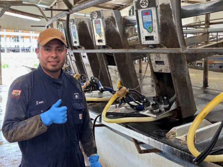 person wearing blue overalls standing in front of milking stanchions