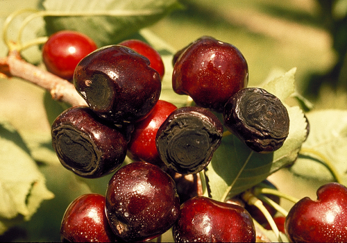 Red cherries show velvety dark green to black, circular, sunken lesions.