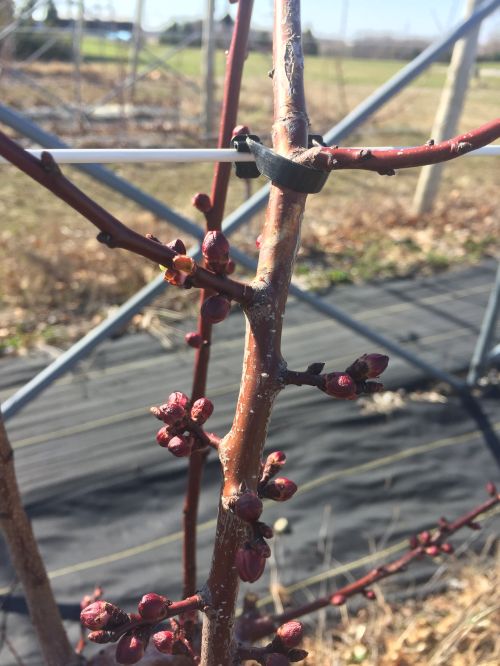 Swollen apricot buds.