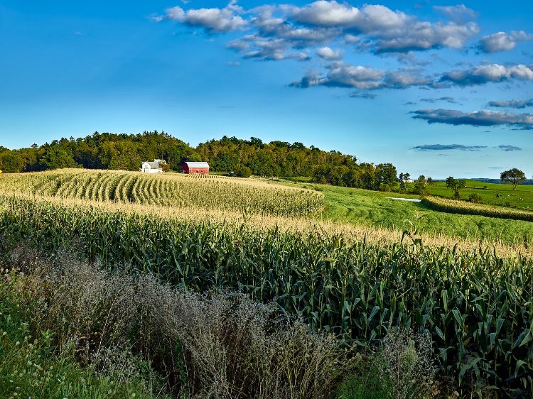 Landscape of a farm