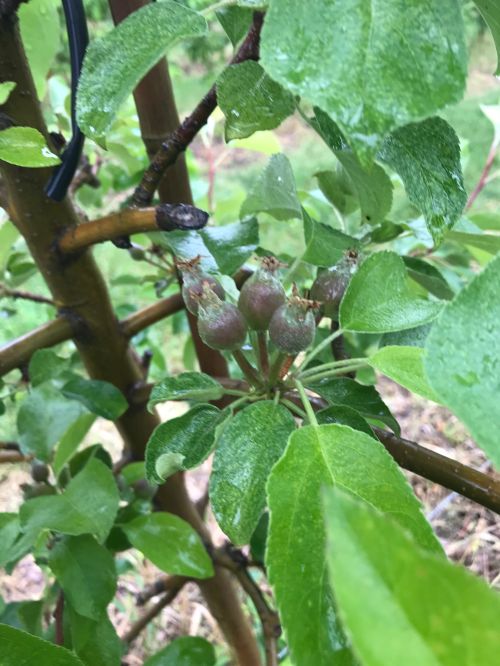 Close up of cherry buds on a tree.