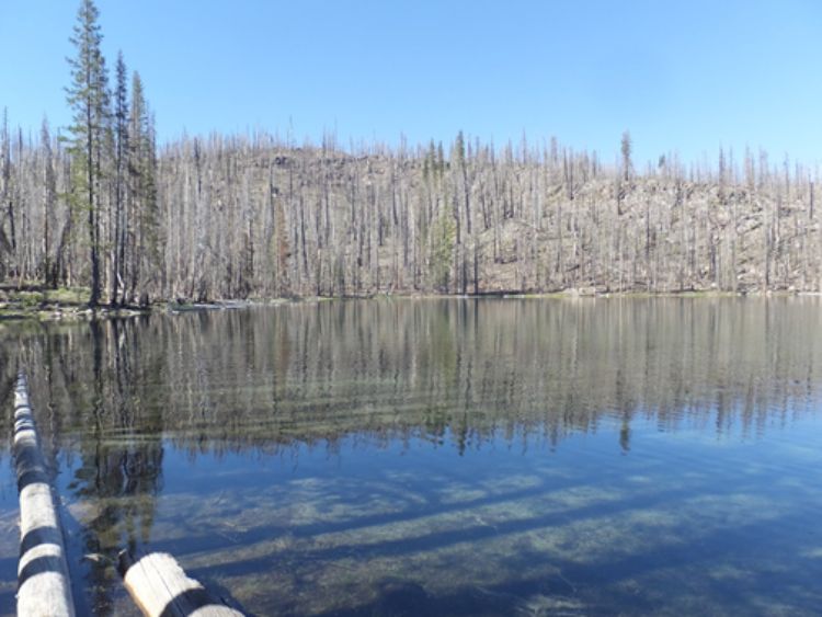 Damage from the 2012 Reading Fire in Lassen Volcanic National Park, CA, photographed in 2016. Wildfires can have many effects on lakes, including increasing concentrations of nutrients and contaminants. Photos: Ian McCullough