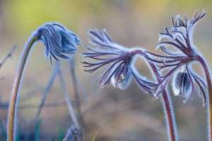 Smart Gardening For Pollinators Gardening In Michigan