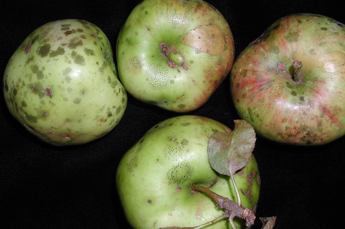 Sooty blotch and flyspeck appear together and affect only the fruit epidermal layer.