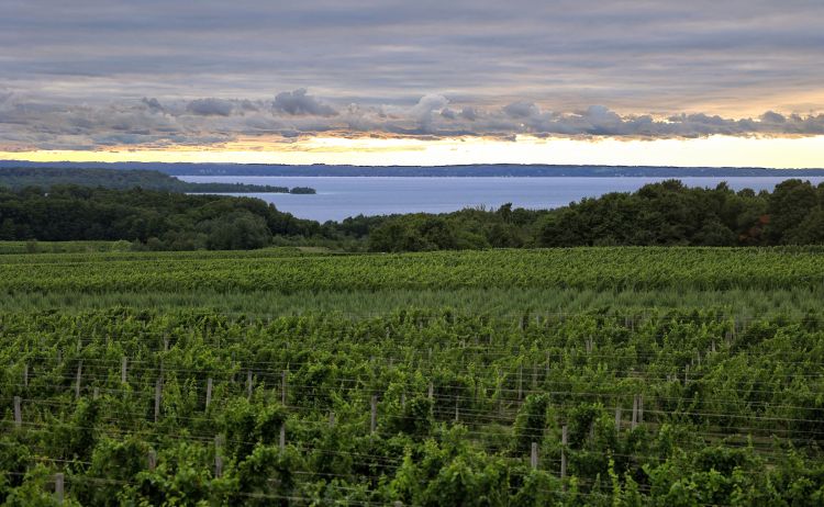 A grape vineyard.