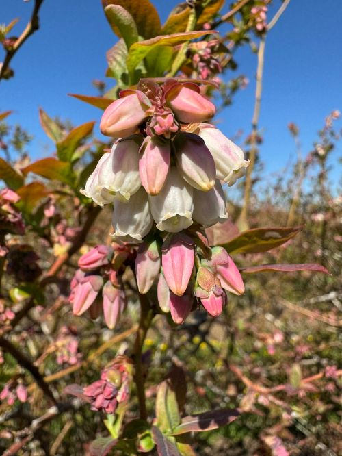 Pink and white blueberry flowers blossoming on a bush.