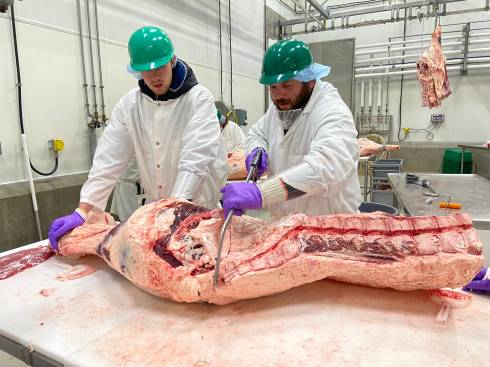 Two studetns learning to cut a side of beef.