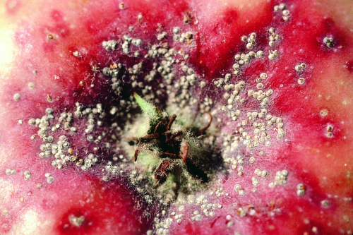 On leaves, the scales form spots encircled by a red halo.