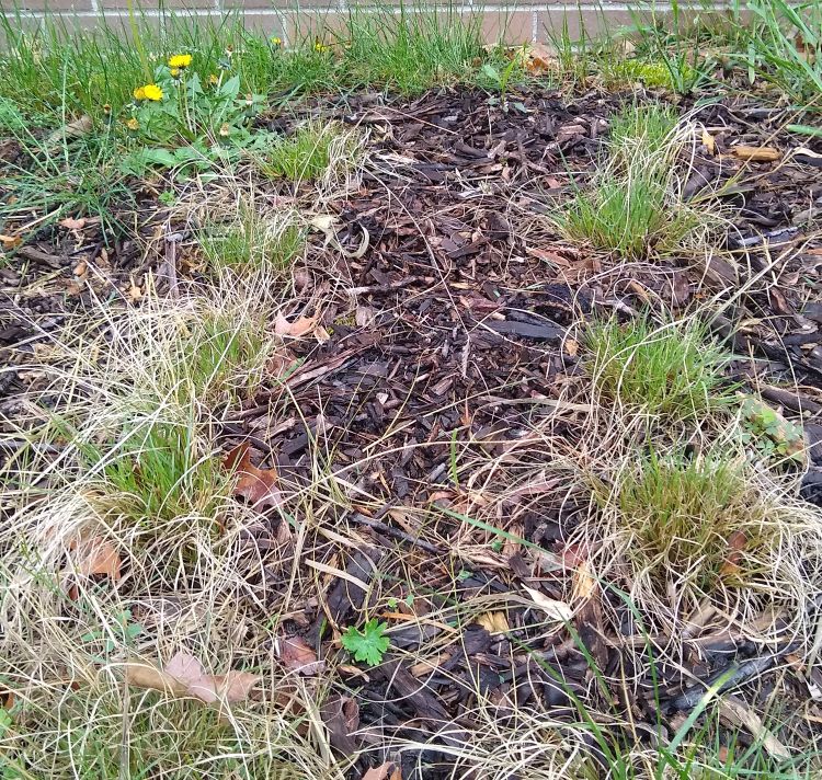 Blue grama regrowth