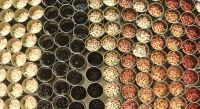 A Bounty of Beans: MSU's Hearty Global Impact Cover