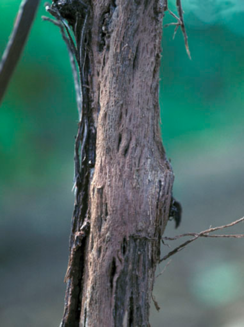  Peeling bark off trunk reveals small pits in wood. 