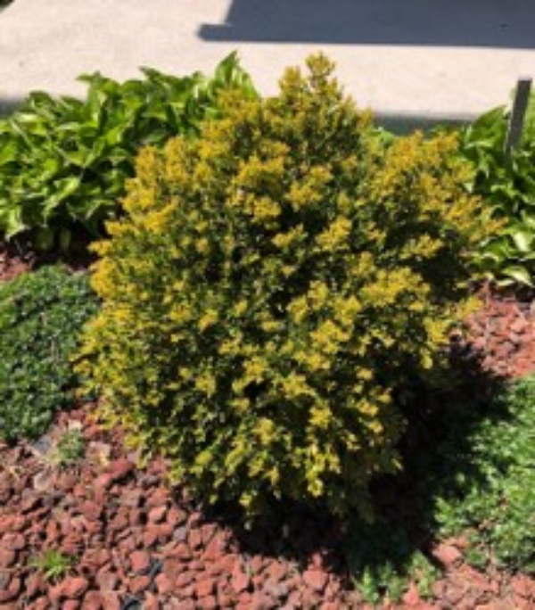 Boxwood shrub planted in a yard with lava rock mulch.