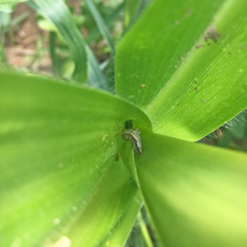 Armyworm in corn