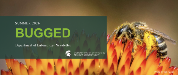 Summer 2026 Bugged Newsletter header image with a photo of a bee