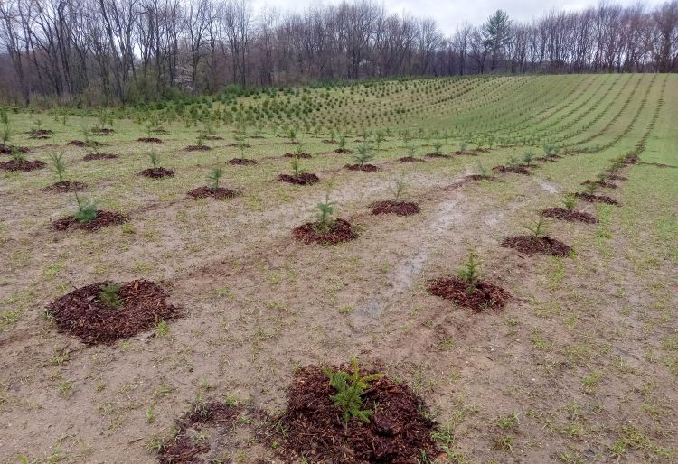 Rows of newly planted Christmas trees with mulch around each planting.