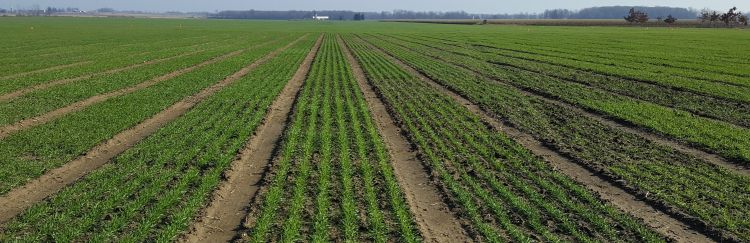 Wheat crops