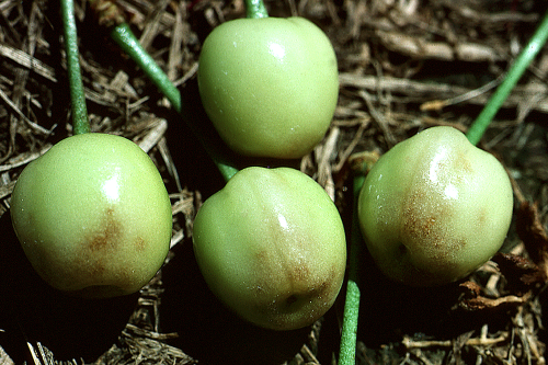 Fruit is marked and maturity delayed.