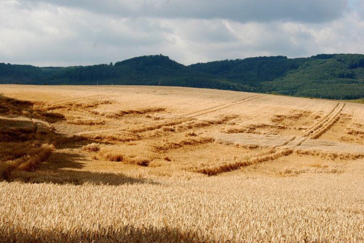 Wind-damaged wheat field.