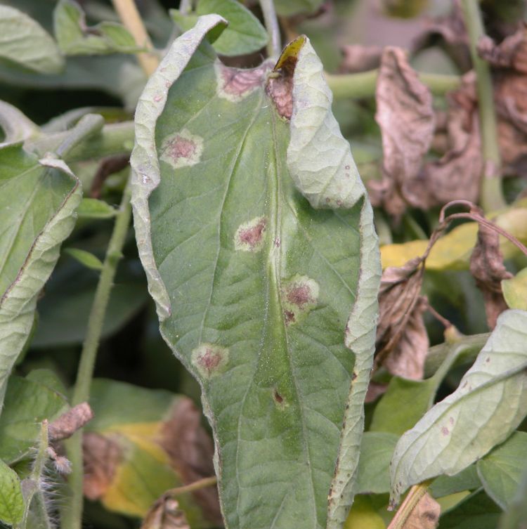 Photo 1. Late blight lesions on tomato foliage. All photos: Mary Hausbeck, MSU.