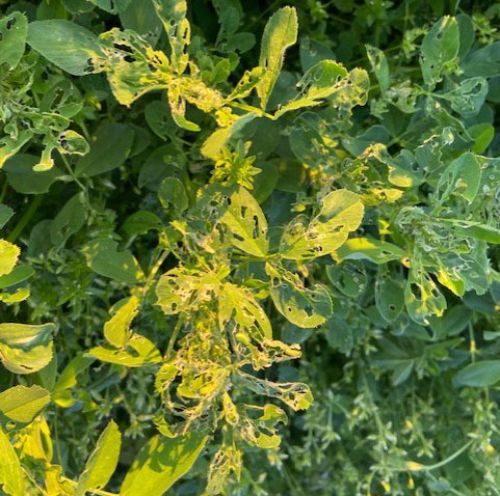 Alfalfa Weevil lighter feeding