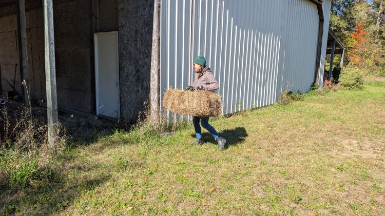 person carrying a straw bale