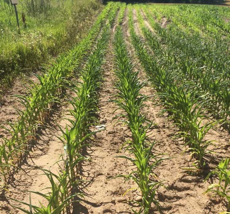 Corn field