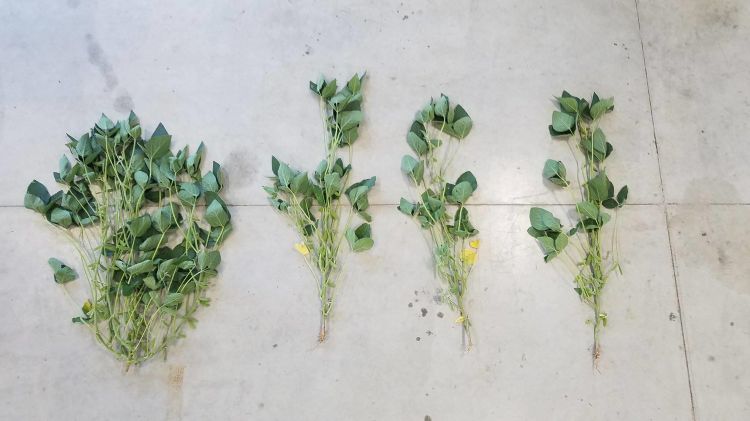 Soybean biomass accumulation at growth stage R2. Plants pictured (left to right) were seeded at 50,000, 90,000, 130,000 and 170,000 seeds per acre in Lansing, Michigan.