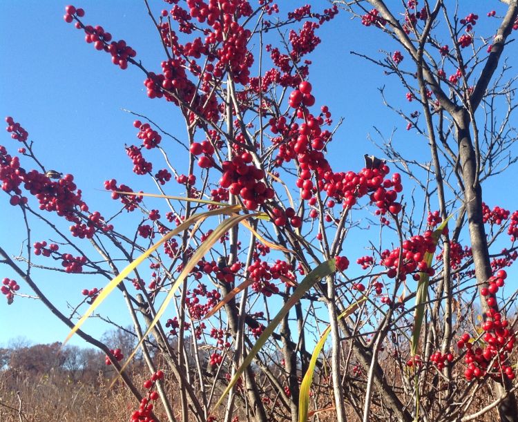 Winterberry with its bright red fruit. Photo: Bob Bricault, MSU Extension.