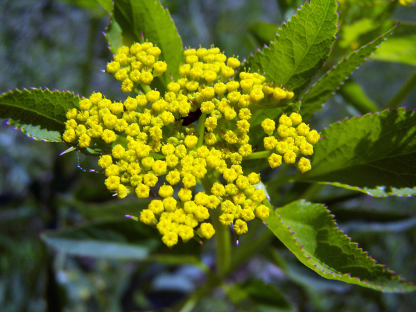 Golden Alexanders