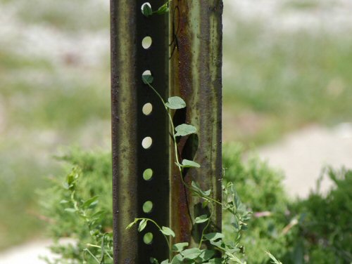  field bindweed6.jpg 