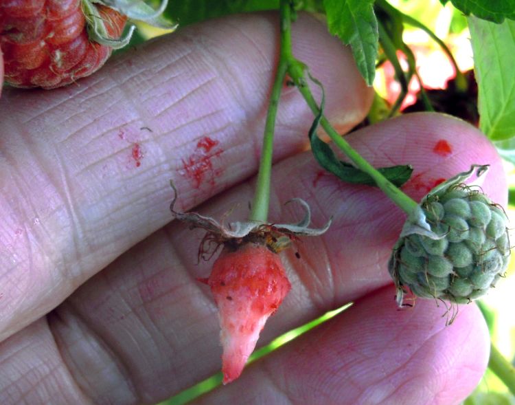 A pink raspberry receptacle is a sign of spotted wing Drosophila. The receptacle should be white when picking raspberries. Photo by Diane Brown, MSU Extension.