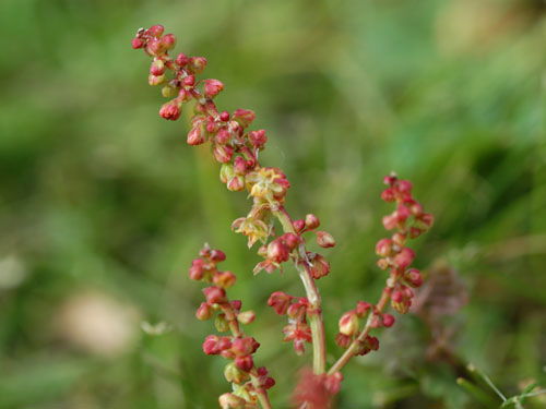 red sorrel4.jpg