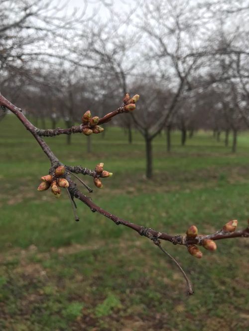 Close up of cherry buds on a tree.