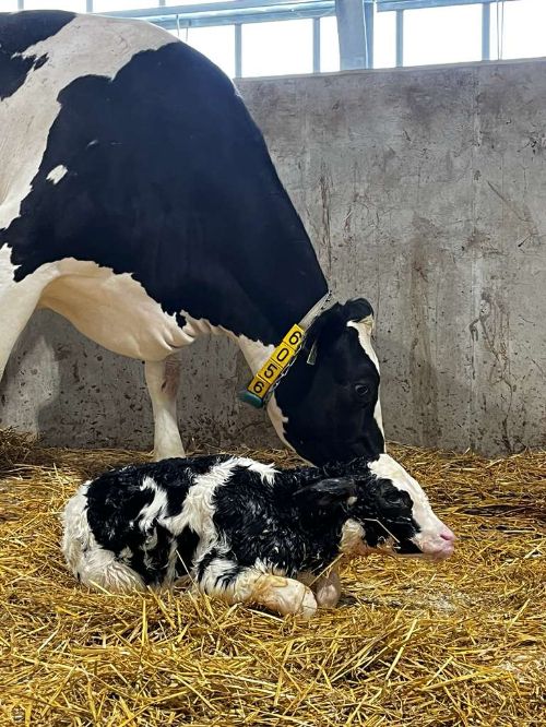 black and white calf with  black and white cow