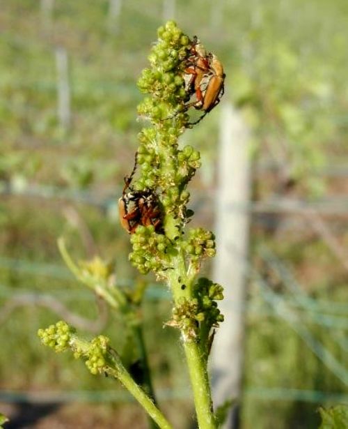 Rose chafers feeding on a cluster. Photos by Rufus Isaacs, MSU.