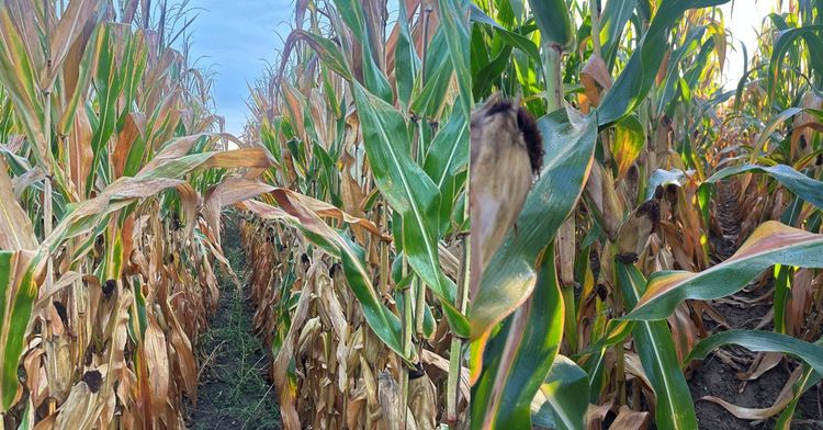 A mature corn field.