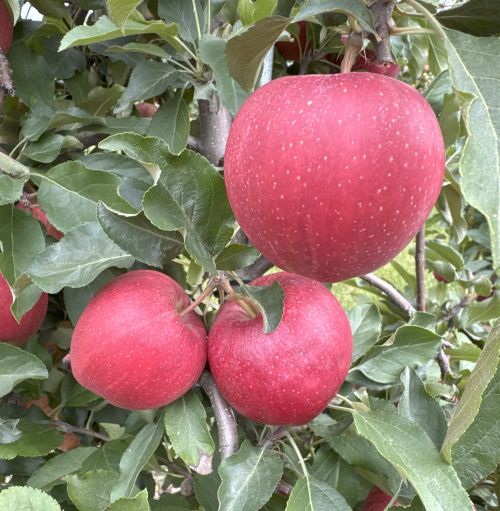 A closeup of three red Gala apples hanging from a tree.