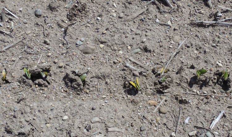 Soybean seedlings emerging from a field