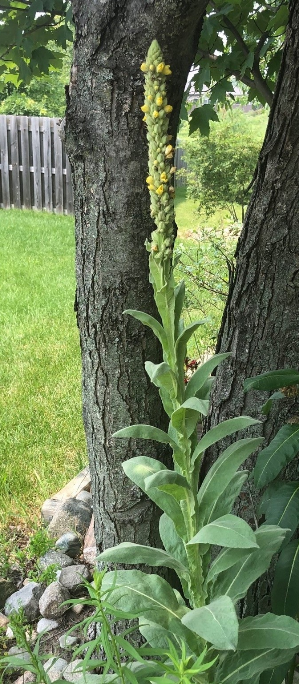 Common mullein plant