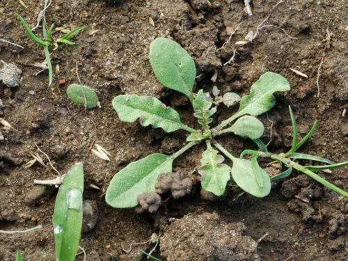  Shepherds Purse4.jpg 