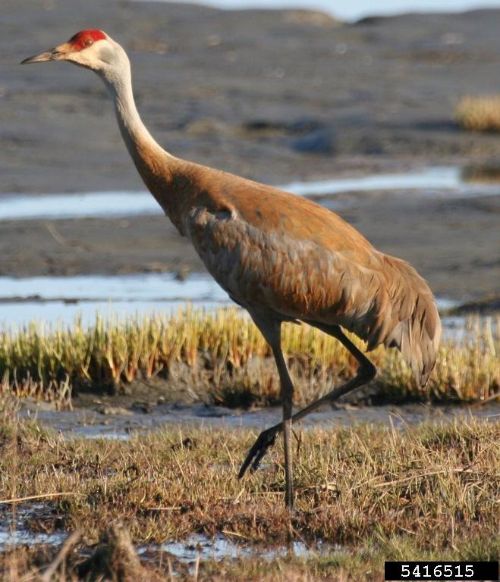 Sandhill crane