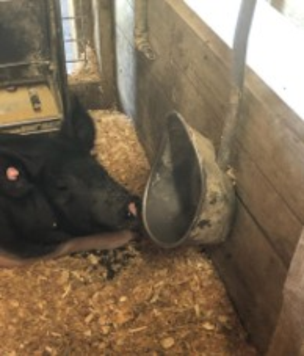black pig drinking from a dish