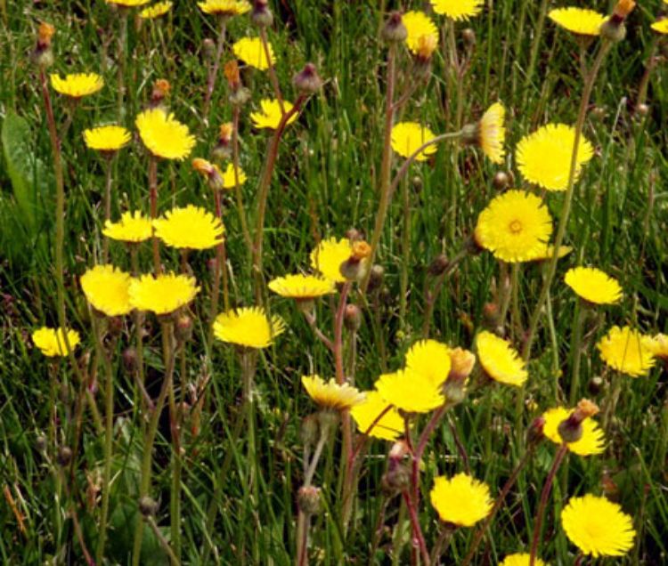 Yellow hawkweed