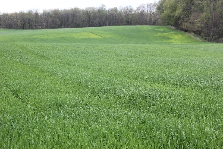 Wheat field